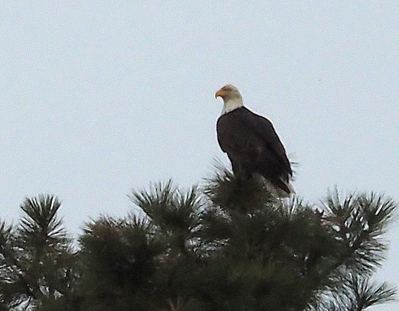 Bald Eagle - ML50996791