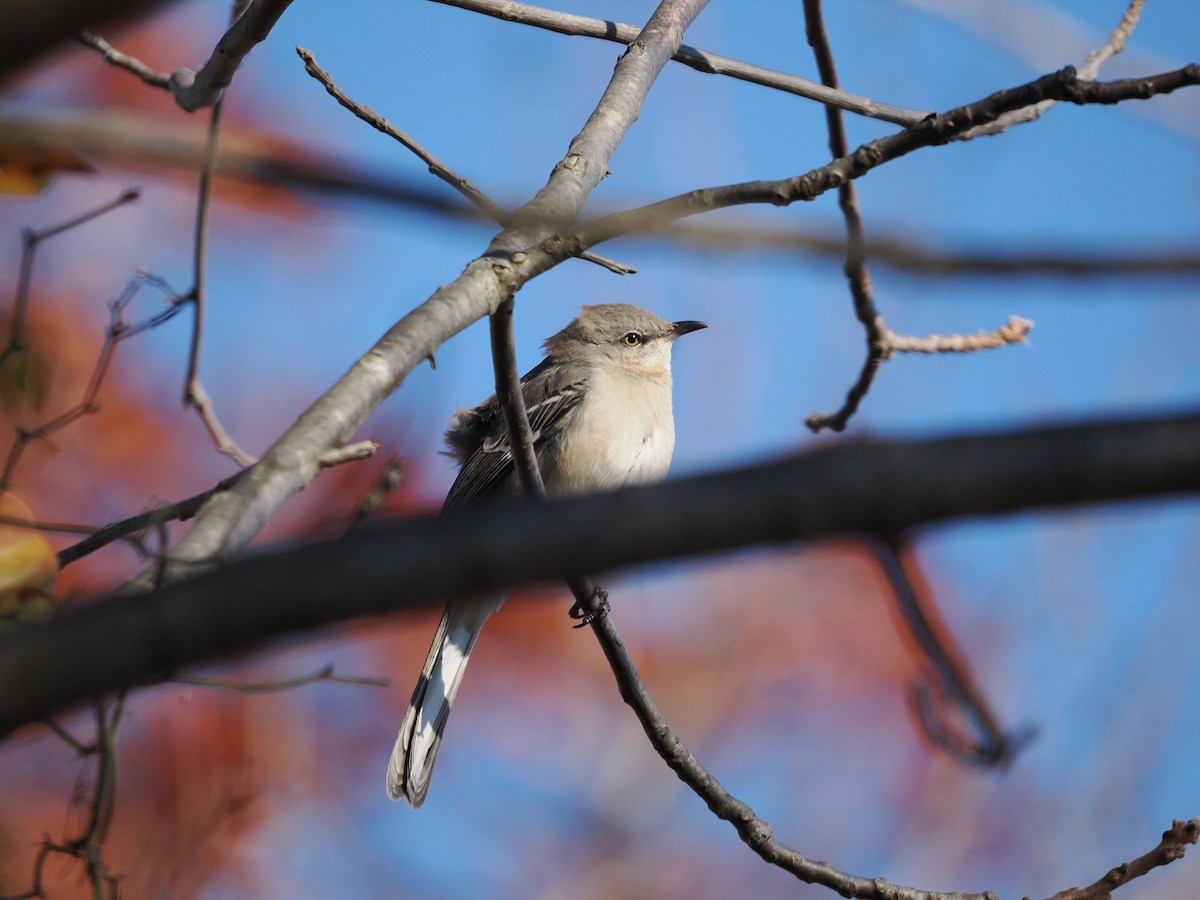 Northern Mockingbird - Cidalina Maziarski