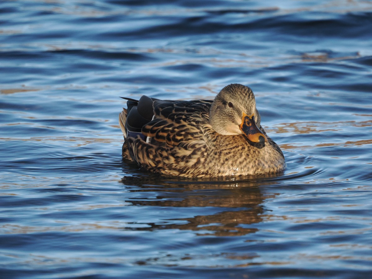 Mallard (Domestic type) - ML509968531