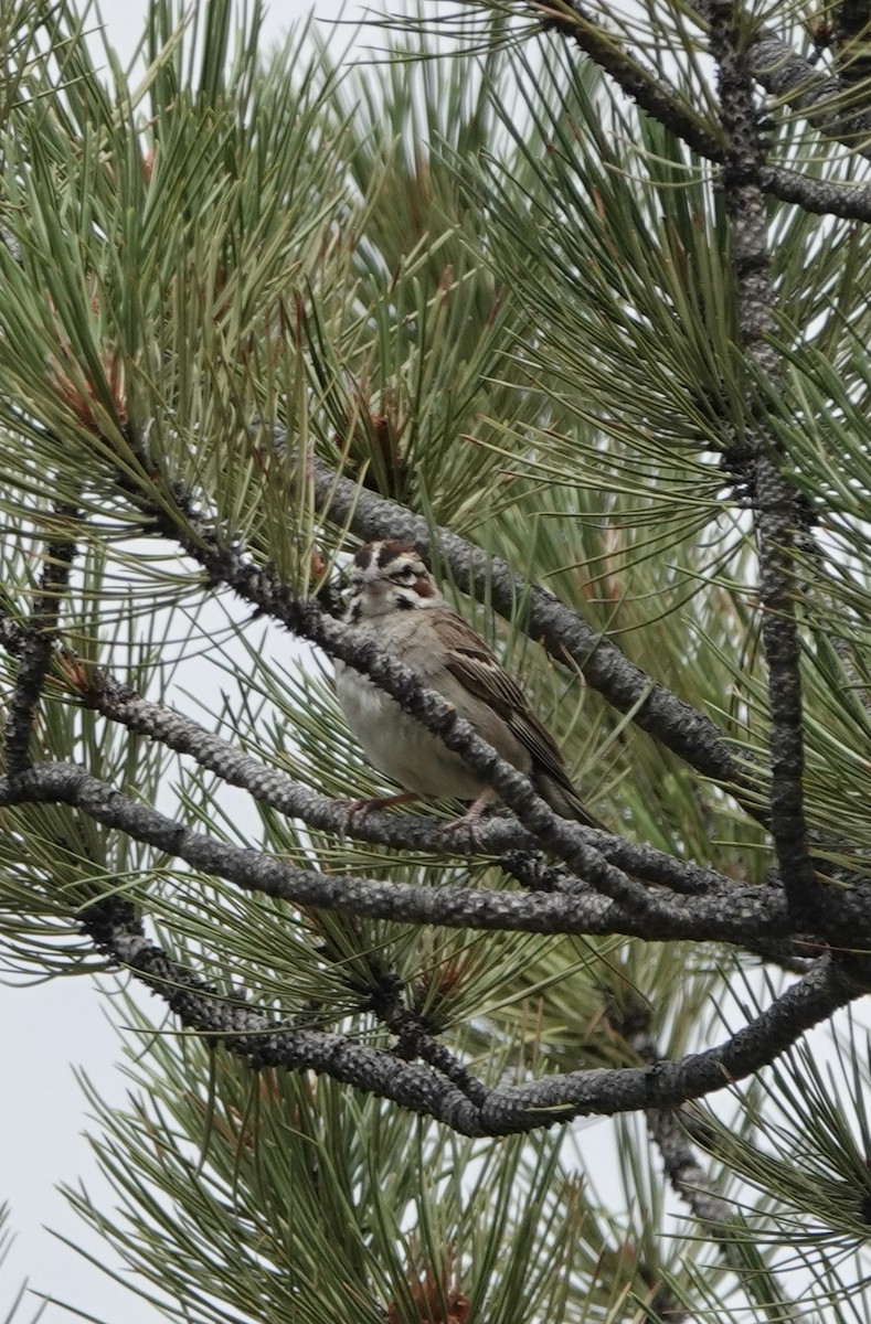 Lark Sparrow - ML509969131