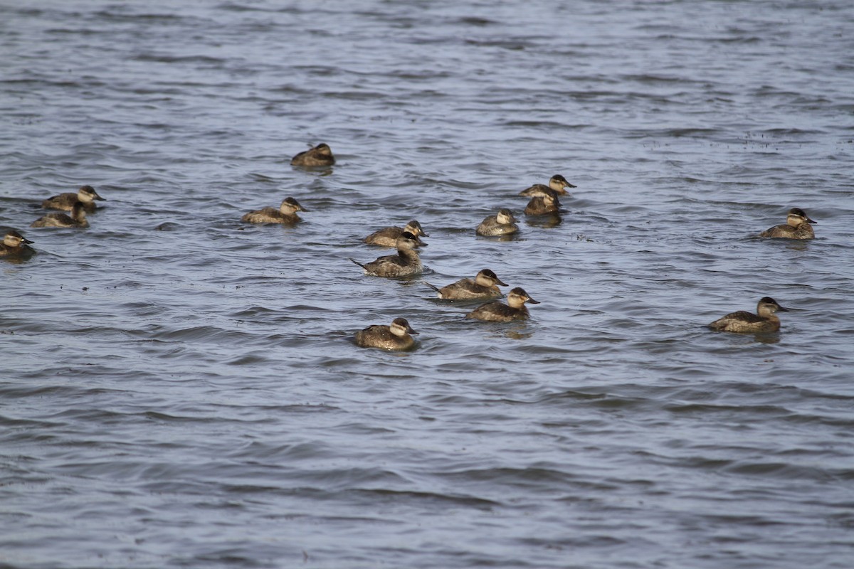 Ruddy Duck - ML509969811