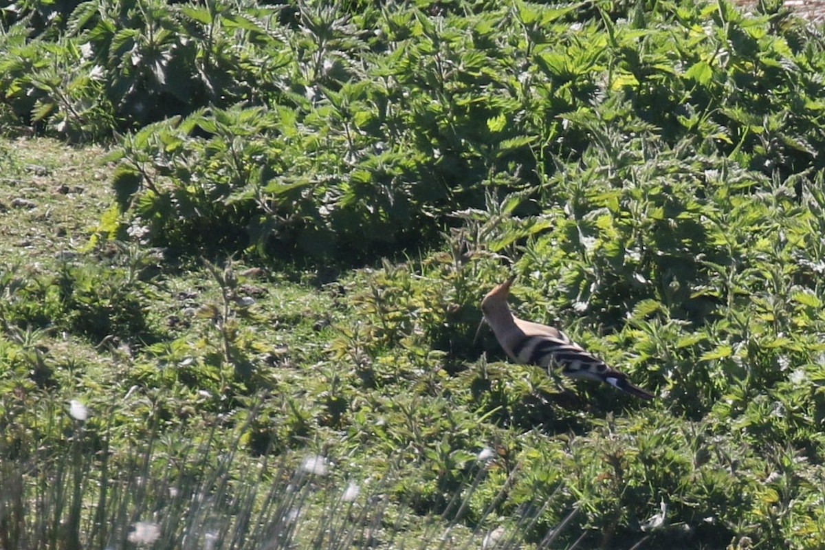 Common Hoopoe - ML509969861