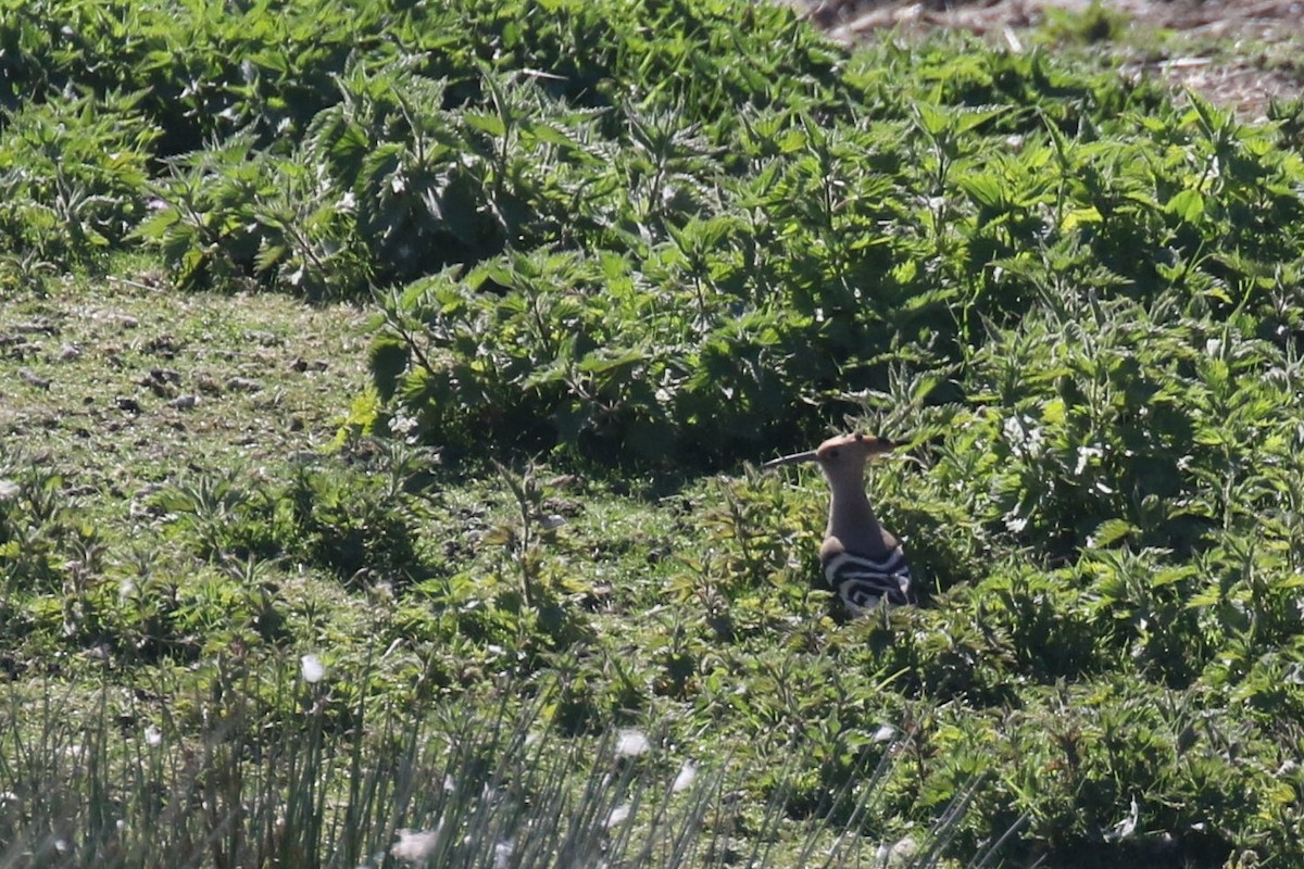 Common Hoopoe - ML509969871