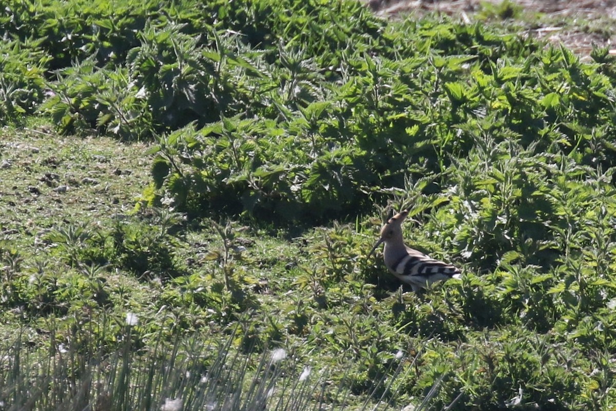 Common Hoopoe - ML509969881