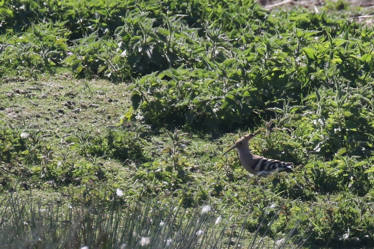 Common Hoopoe - ML509969891