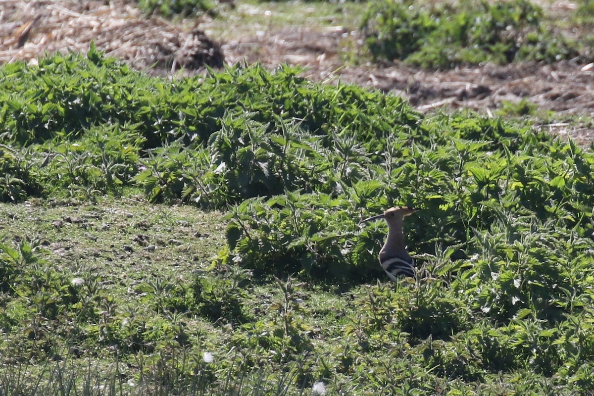 Common Hoopoe - ML509969901