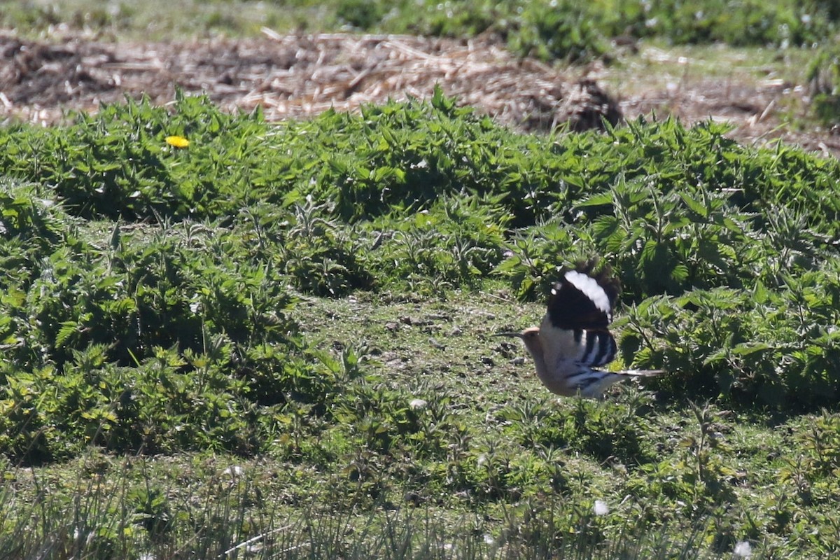 Common Hoopoe - ML509969911