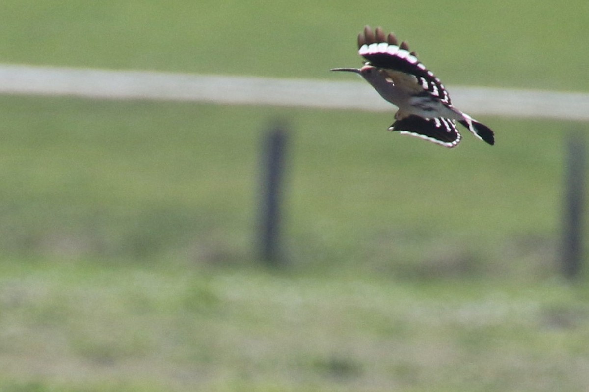 Common Hoopoe - ML509969921