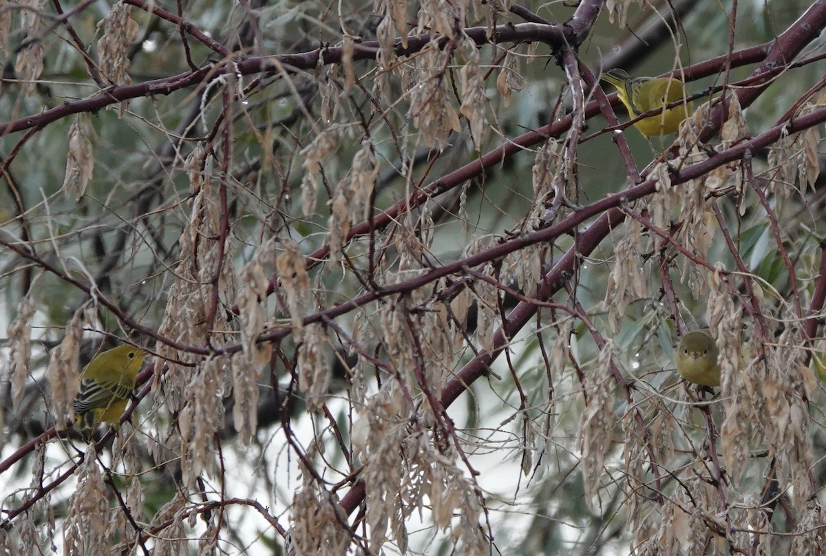 Yellow Warbler - ML509972311