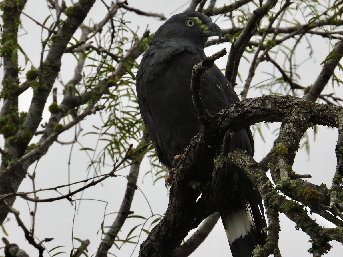 Hook-billed Kite - ML509972451
