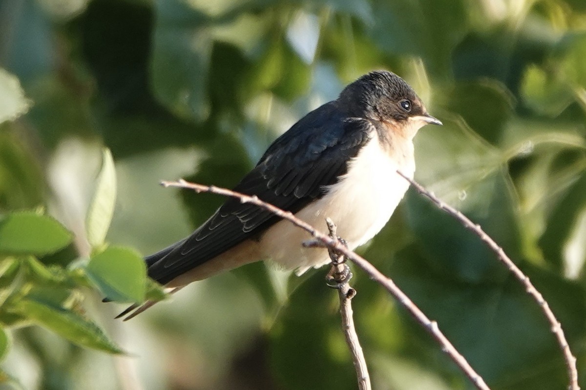 Barn Swallow - Dave Ebbitt