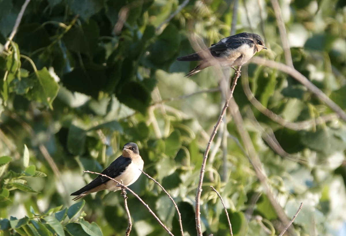 Golondrina Común - ML509973091