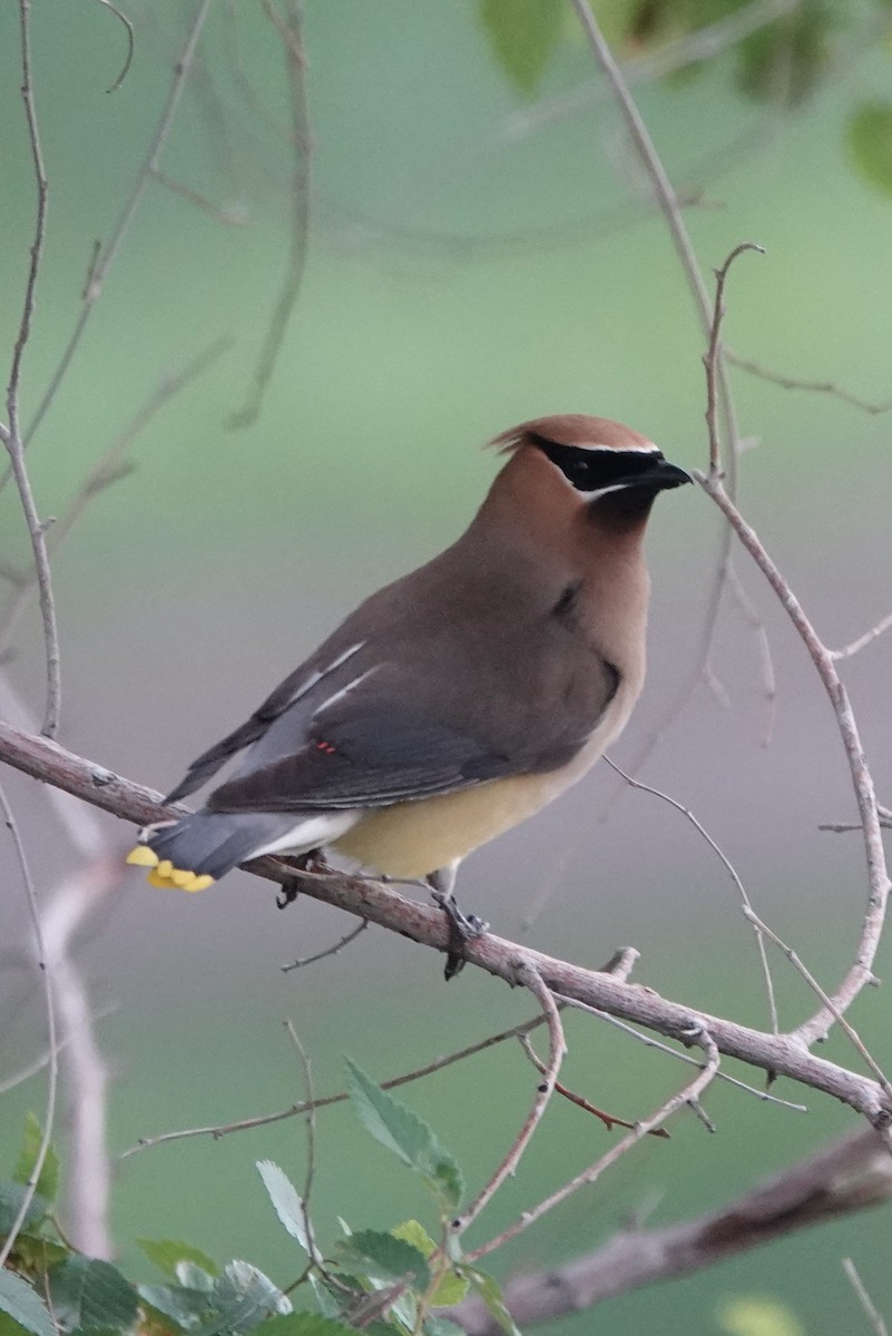 Cedar Waxwing - ML509973411