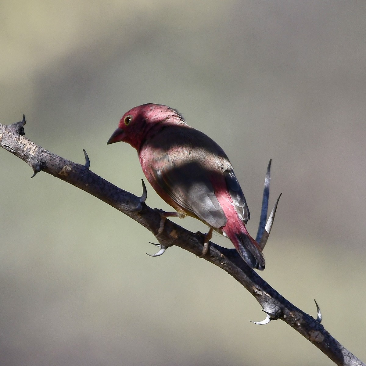 Red-billed Firefinch - ML509975361