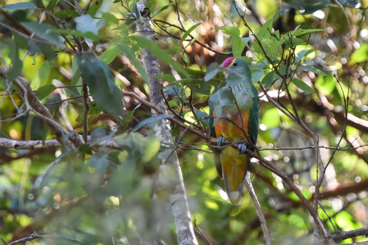 Rose-crowned Fruit-Dove - ML509975691