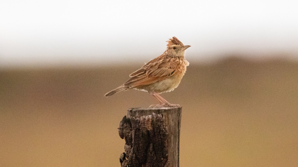 Rufous-naped Lark - ML509976281