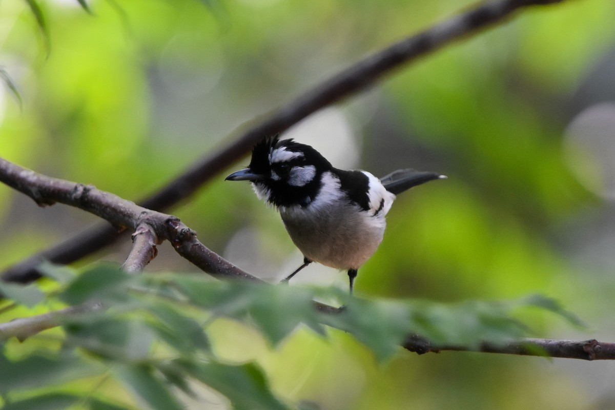 White-eared Monarch - Ted Kavanagh