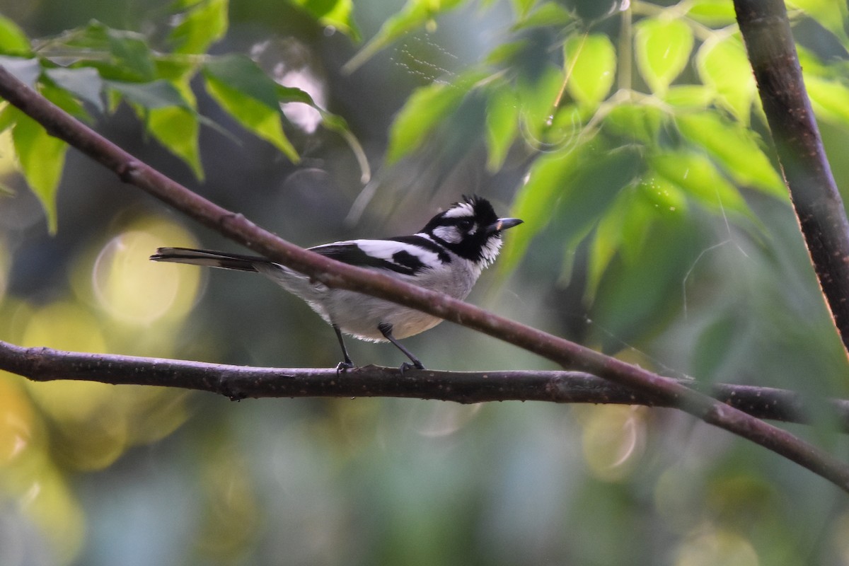 White-eared Monarch - Ted Kavanagh