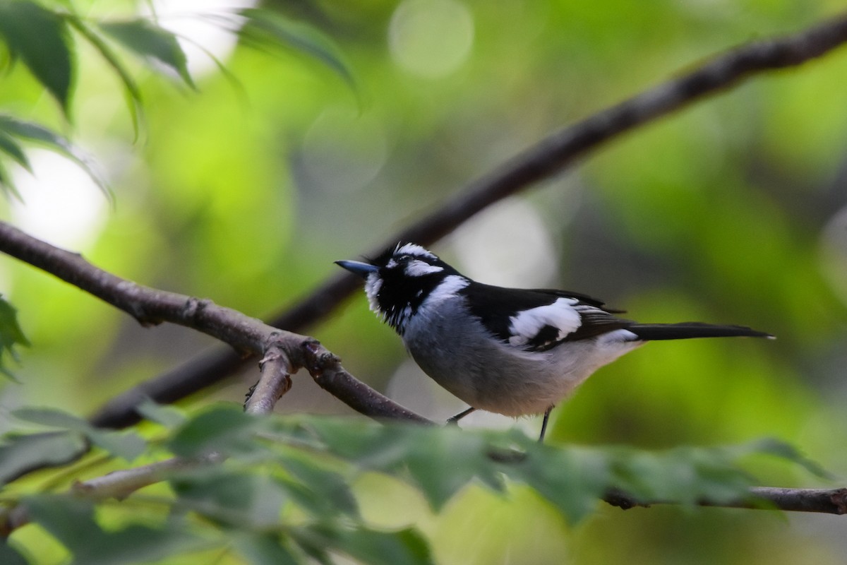 White-eared Monarch - ML509976391