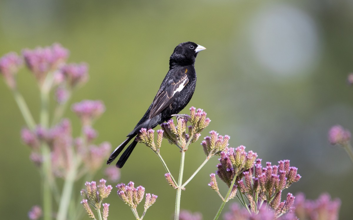 White-winged Widowbird - Jo Morrison