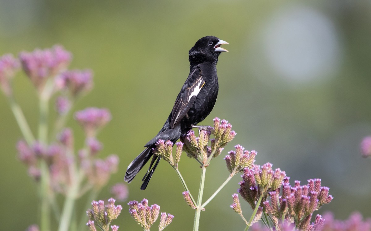 White-winged Widowbird - ML509976661