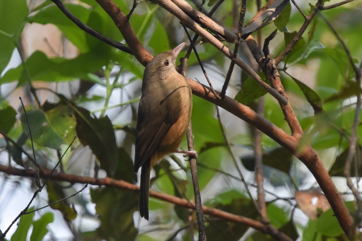 Rufous Shrikethrush - Ted Kavanagh