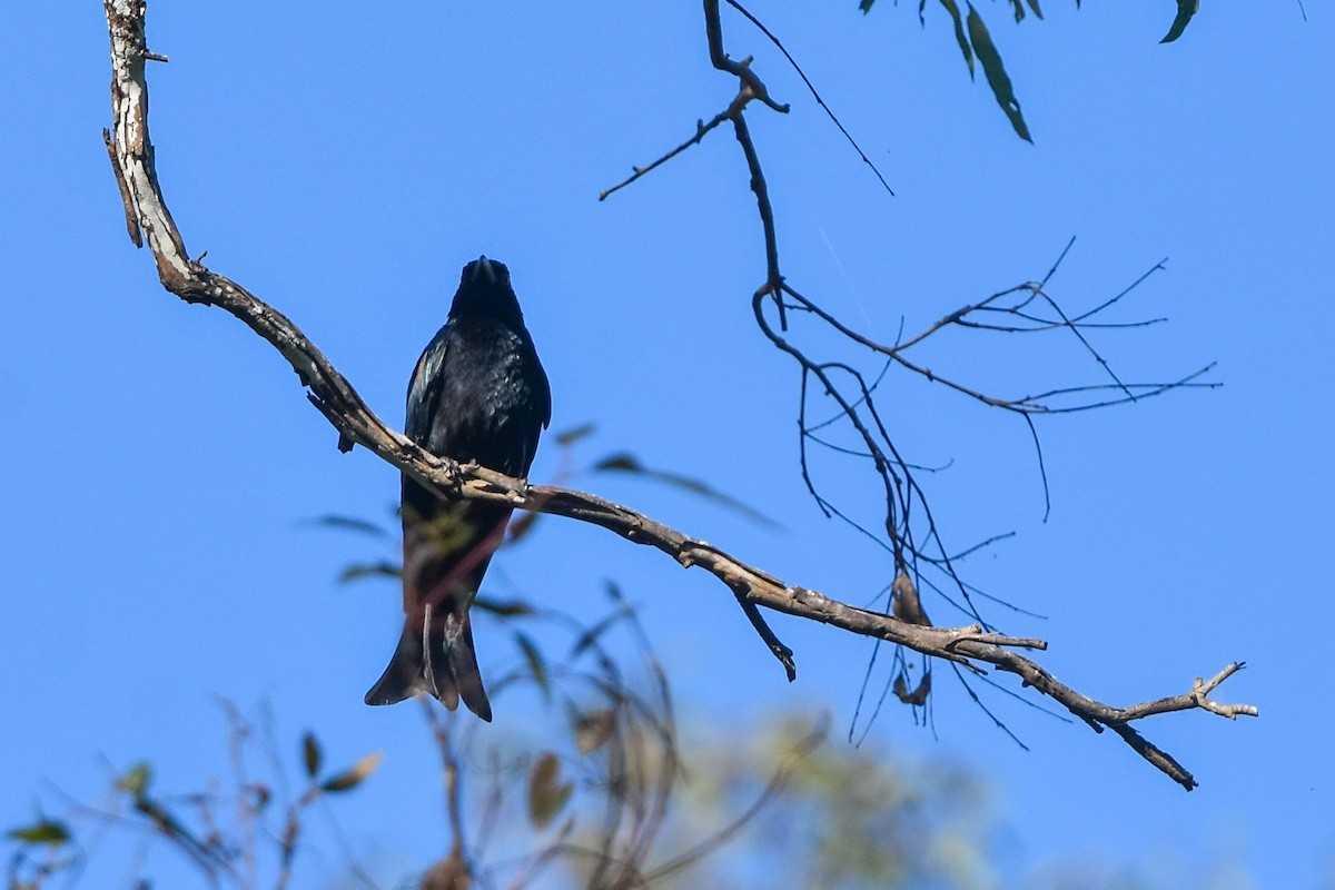 Drongo Escamoso - ML509978271