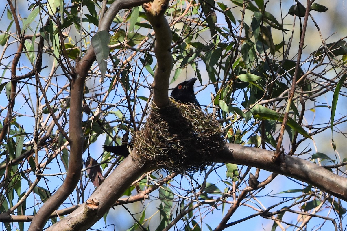 Spangled Drongo - ML509978281