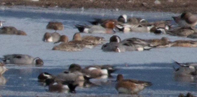 Fischione - ML50997861