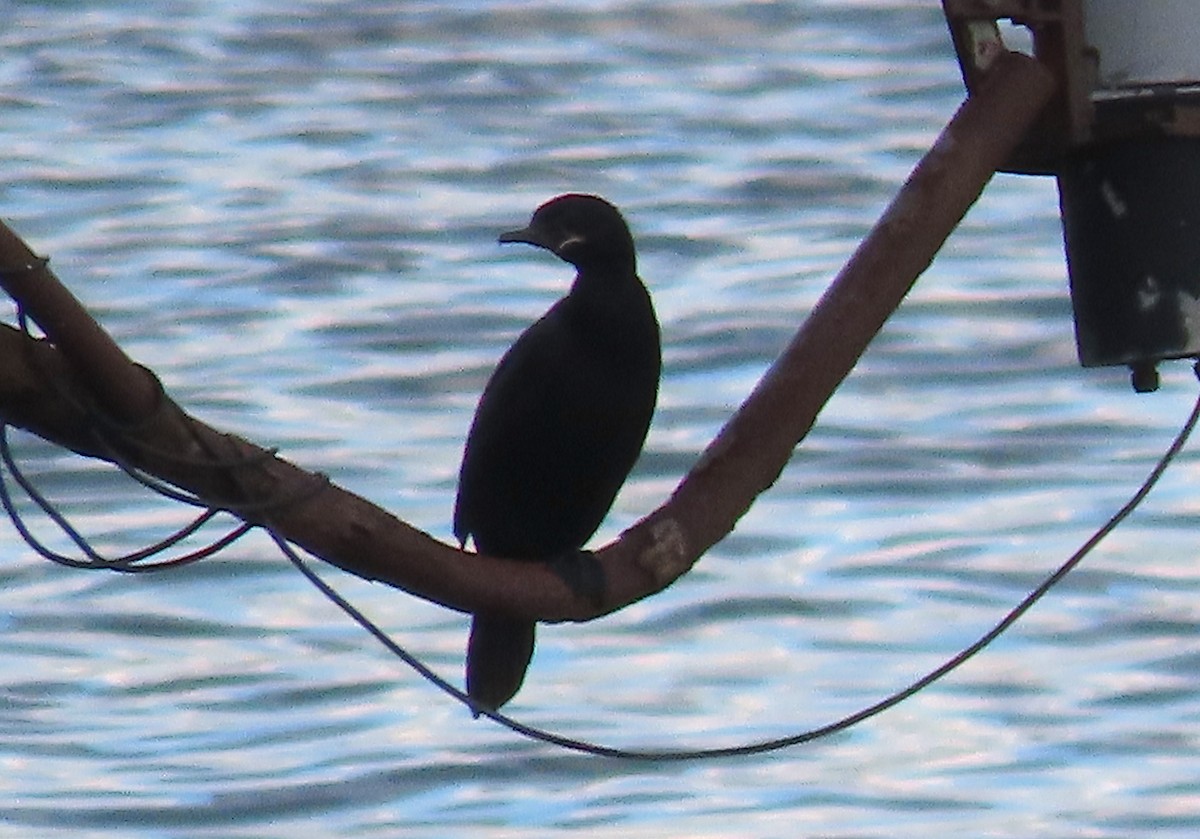 Neotropic Cormorant - ML509978871