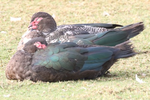 Muscovy Duck (Domestic type) - Andy Lazere