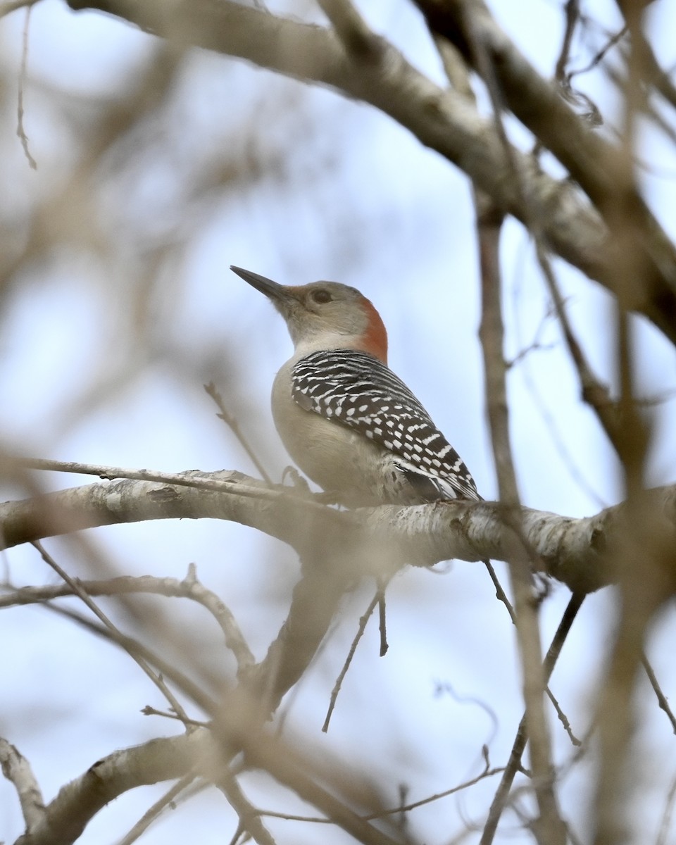 Red-bellied Woodpecker - Joe Wujcik