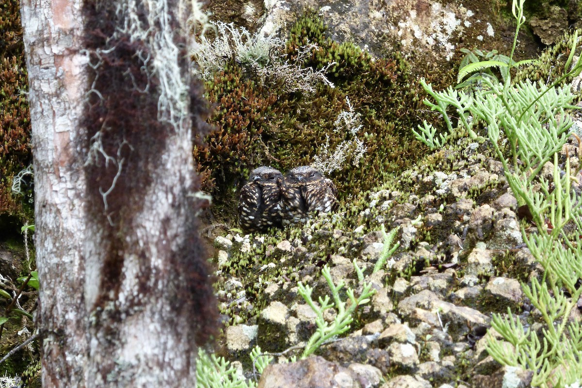 Diabolical Nightjar - Rich Bayldon