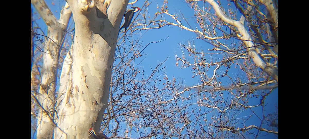 Pileated Woodpecker - Emerson Lisboa