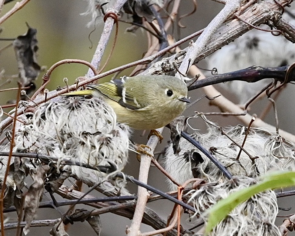 Ruby-crowned Kinglet - ML509980531