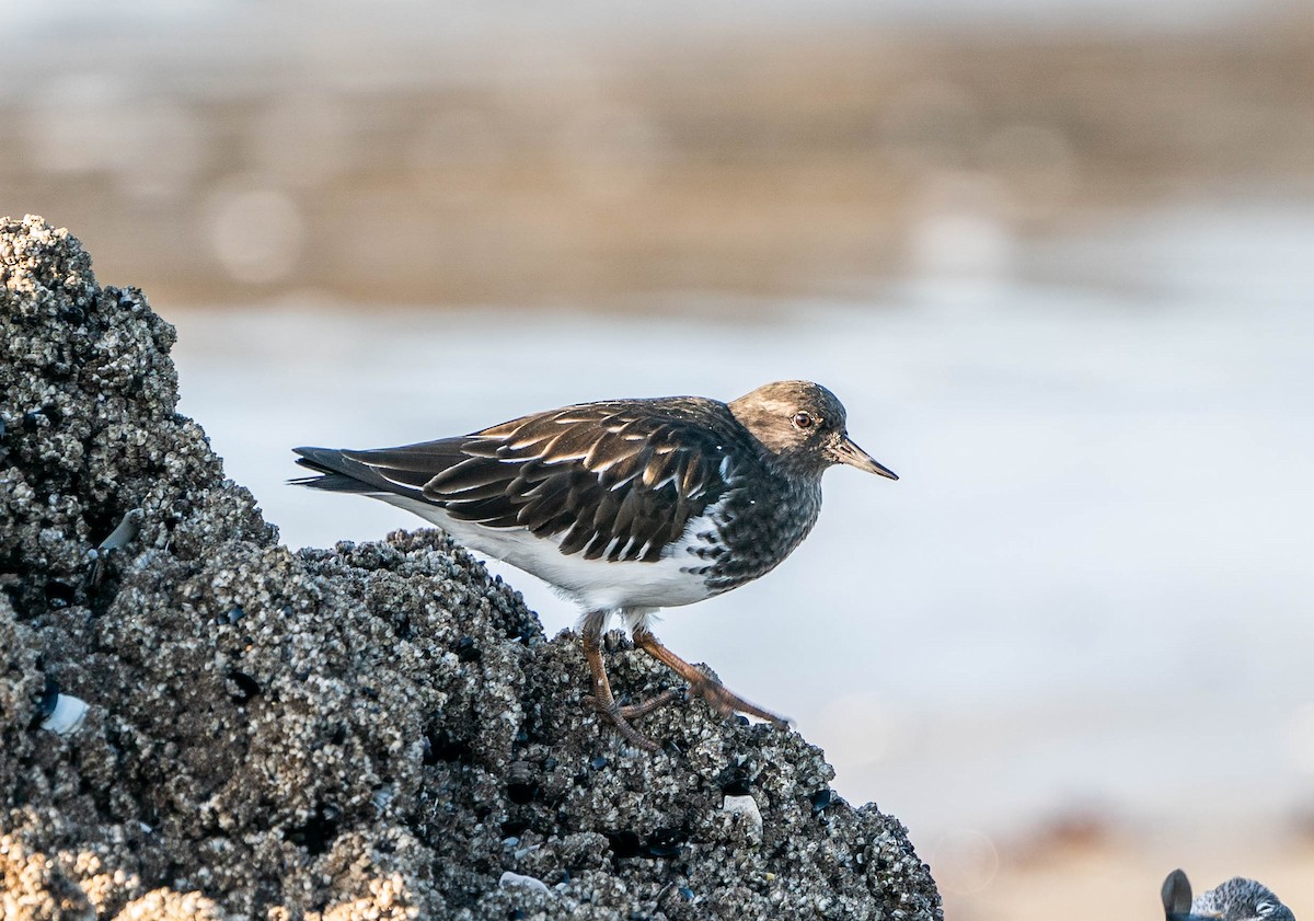 Black Turnstone - ML509980841