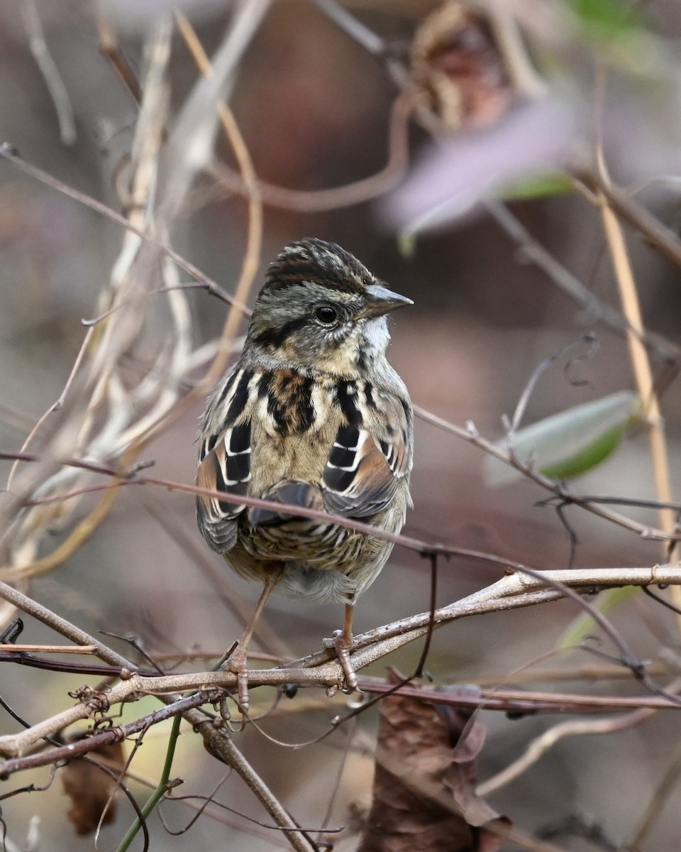 Swamp Sparrow - ML509981261