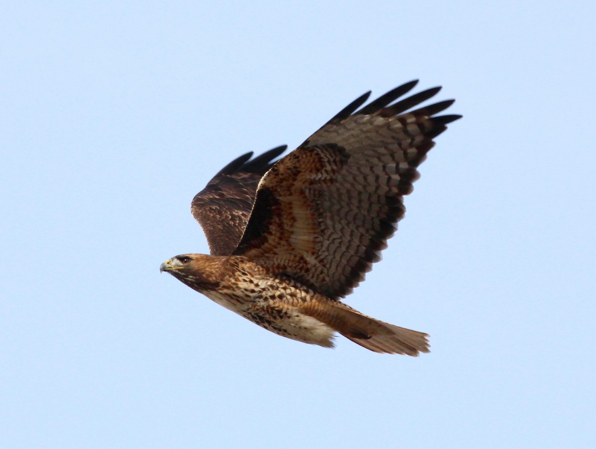 Red-tailed Hawk - ML50998191