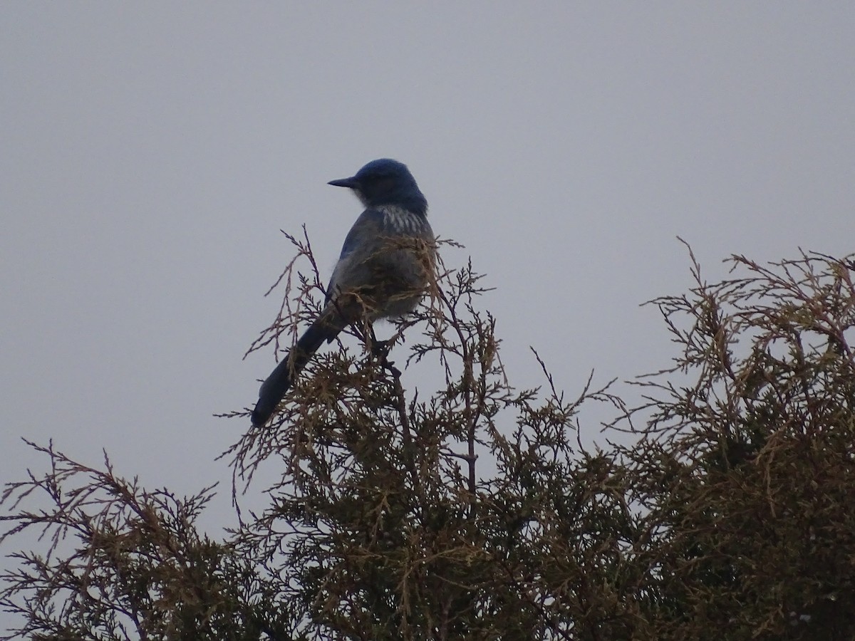 Woodhouse's Scrub-Jay - ML509981951