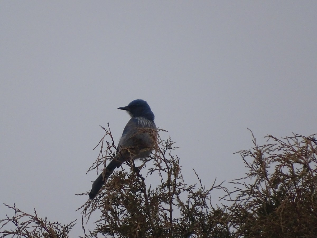 Woodhouse's Scrub-Jay - ML509981961