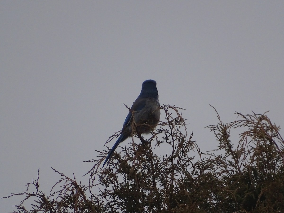 Woodhouse's Scrub-Jay - ML509981971