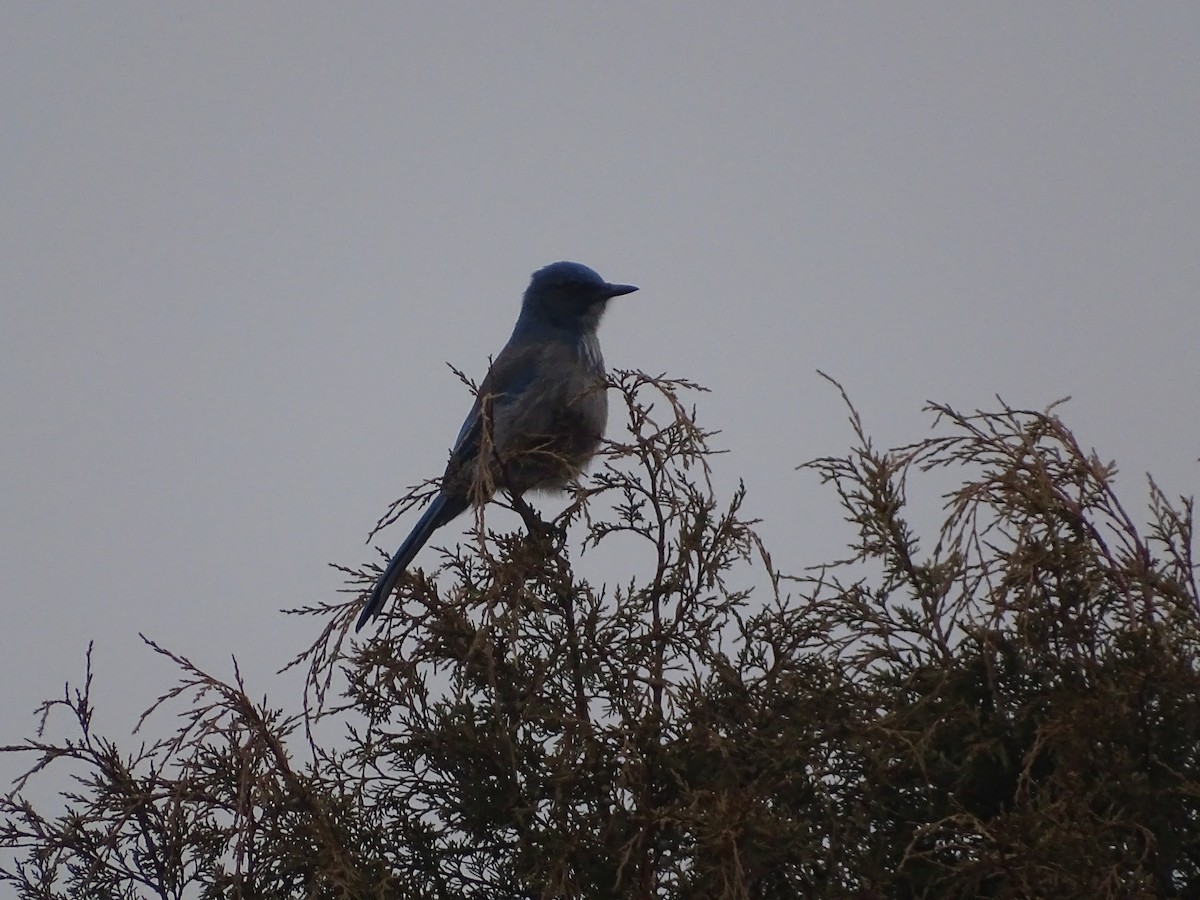 Woodhouse's Scrub-Jay - ML509981981