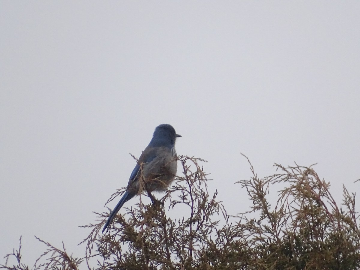 Woodhouse's Scrub-Jay - ML509982001