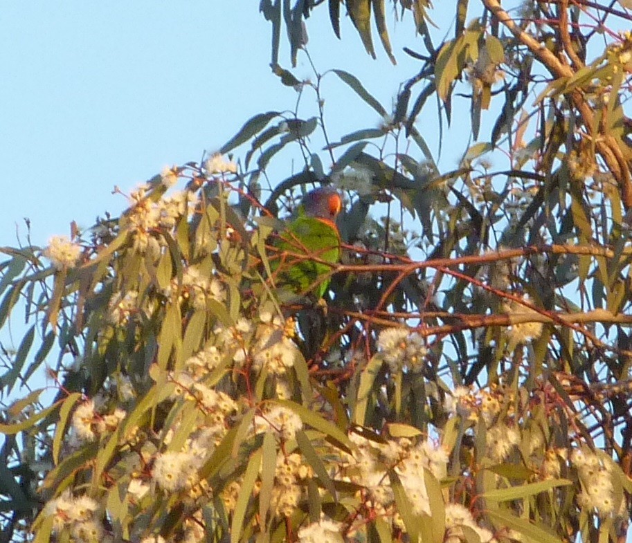 Rainbow Lorikeet - ML509982661