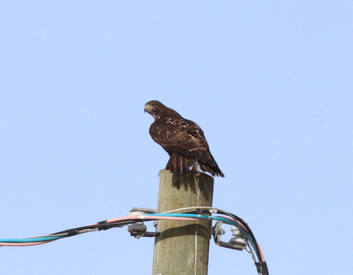 Red-tailed Hawk - ML50998341