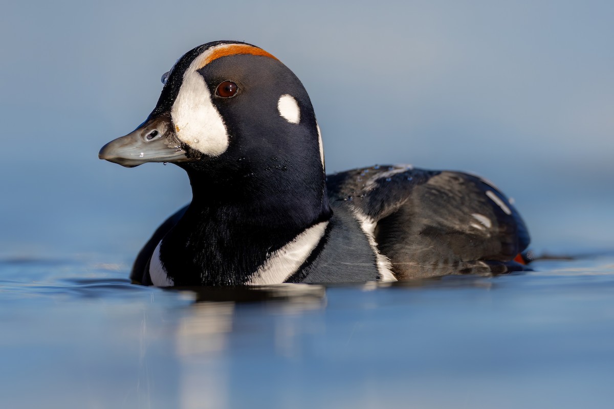 Harlequin Duck - ML509983951