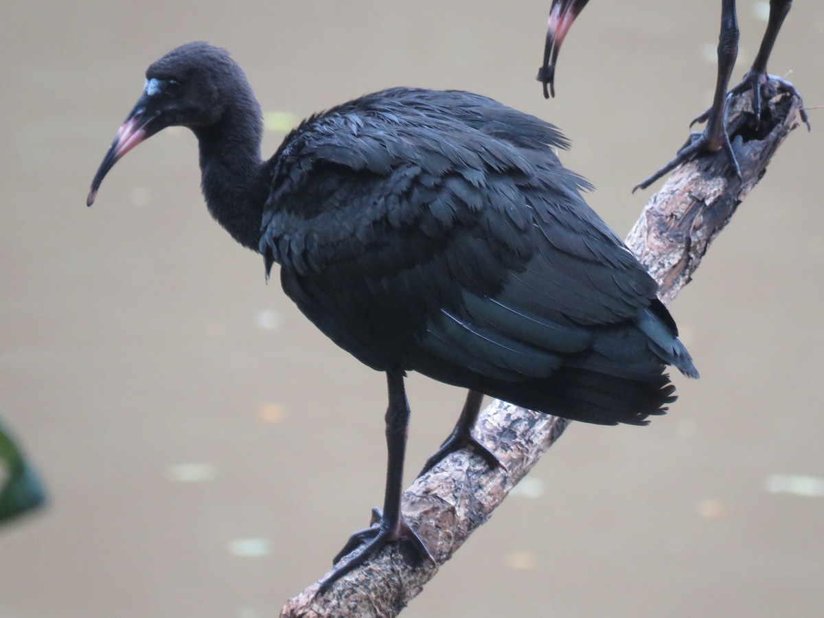 ibis tmavý - ML509985681