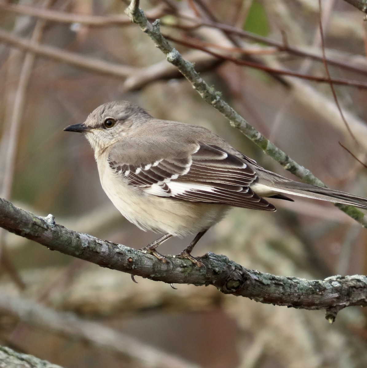 Northern Mockingbird - ML509985711
