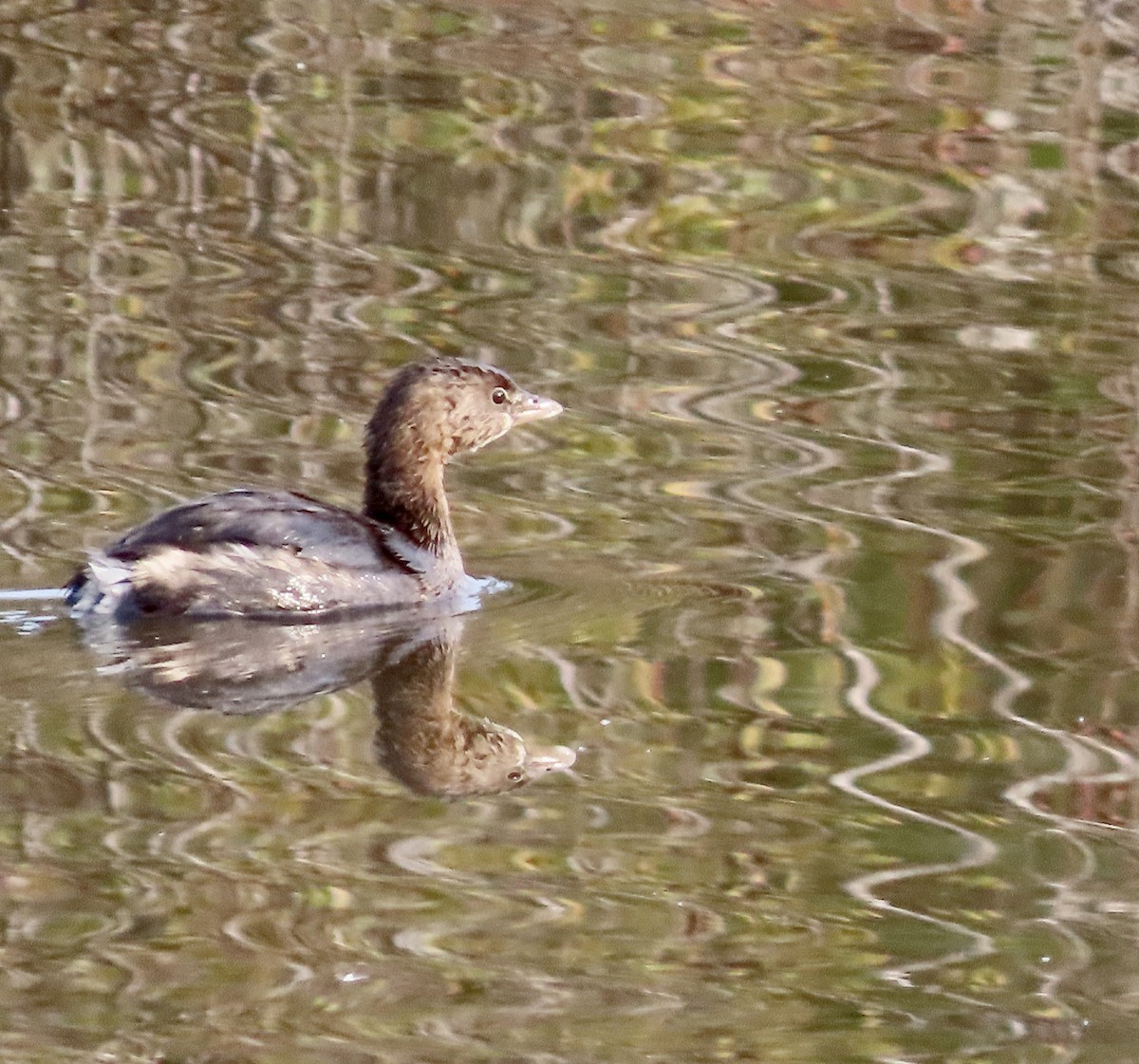Pied-billed Grebe - ML509985751
