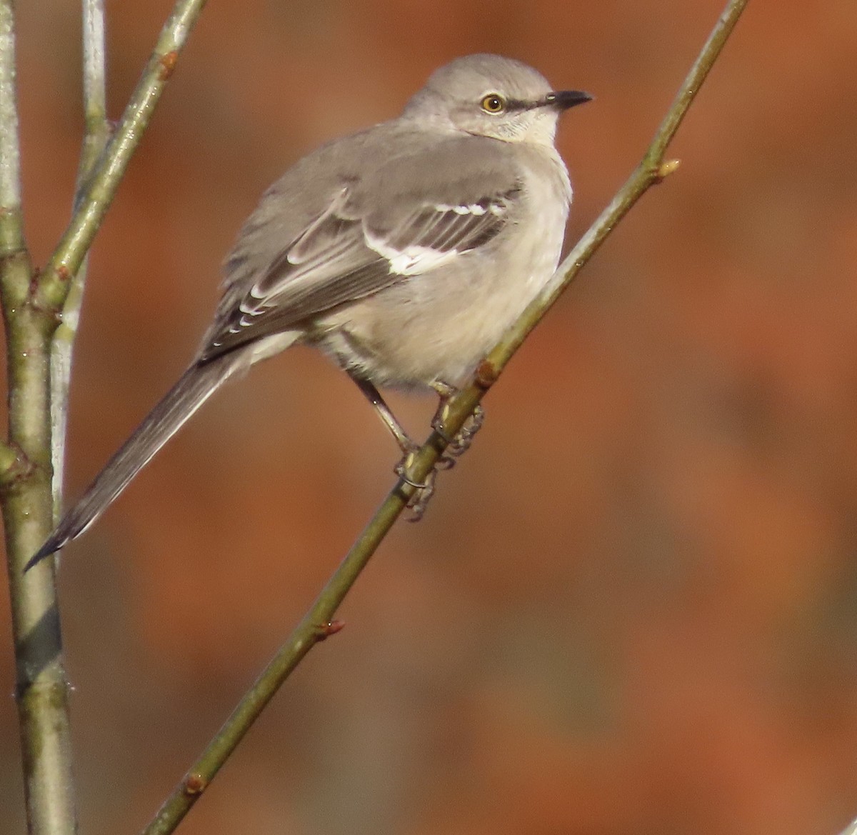 Northern Mockingbird - ML509985811
